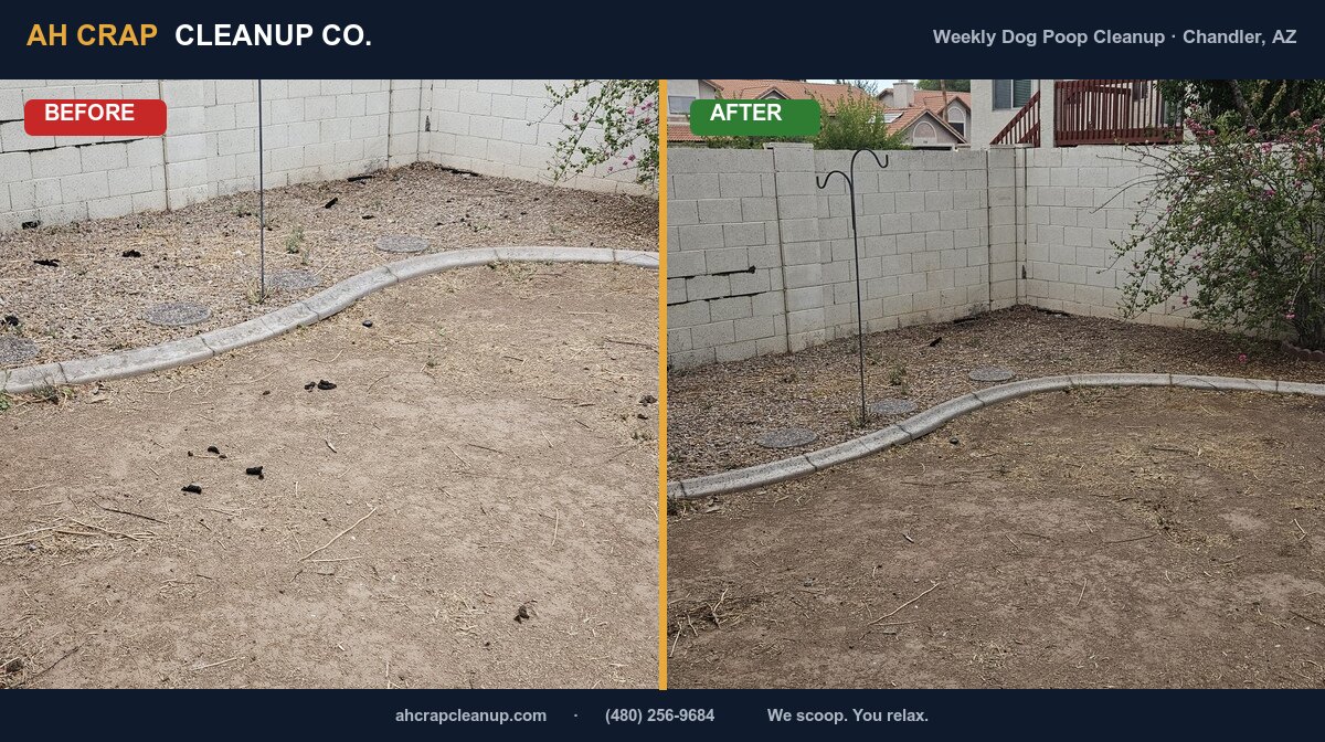 Before and after weekly dog poop cleanup in a Chandler dirt and rock backyard